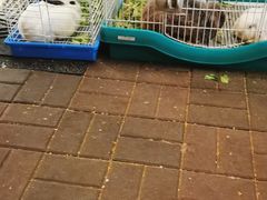 -大象厨房(重庆道店)