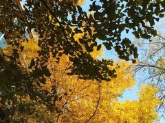 -三里屯东五街银杏大道