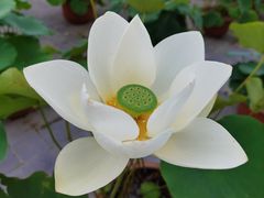 -莲花池公园