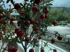 -点都德(广州白云山景区南门店)