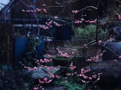 -杭州植物园