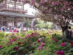 -西安青龙寺遗址景区