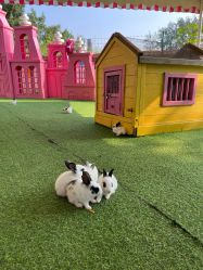 -萌宠亲子动物乐园(槐房万达店)