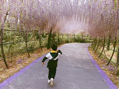 -大塘金香草谷