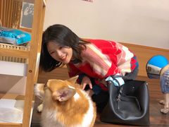 -豆柴町-柴犬主题狗咖(红鼎国际C座店)