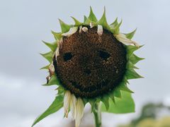 -花开海上生态园