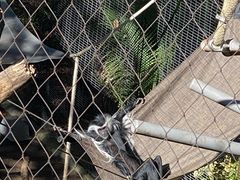 -圣地亚哥动物园