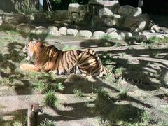 -上海野生动物园老虎餐厅
