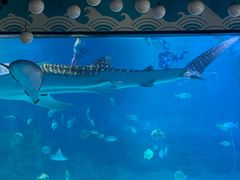 -烟台海昌鲸鲨海洋公园