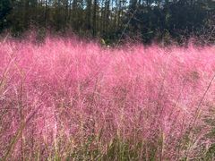 -昆山城市生态森林公园