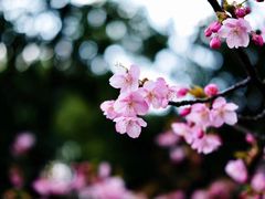 -天适樱花悠乐园