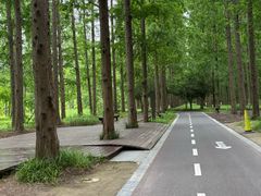 -黄海国家森林公园