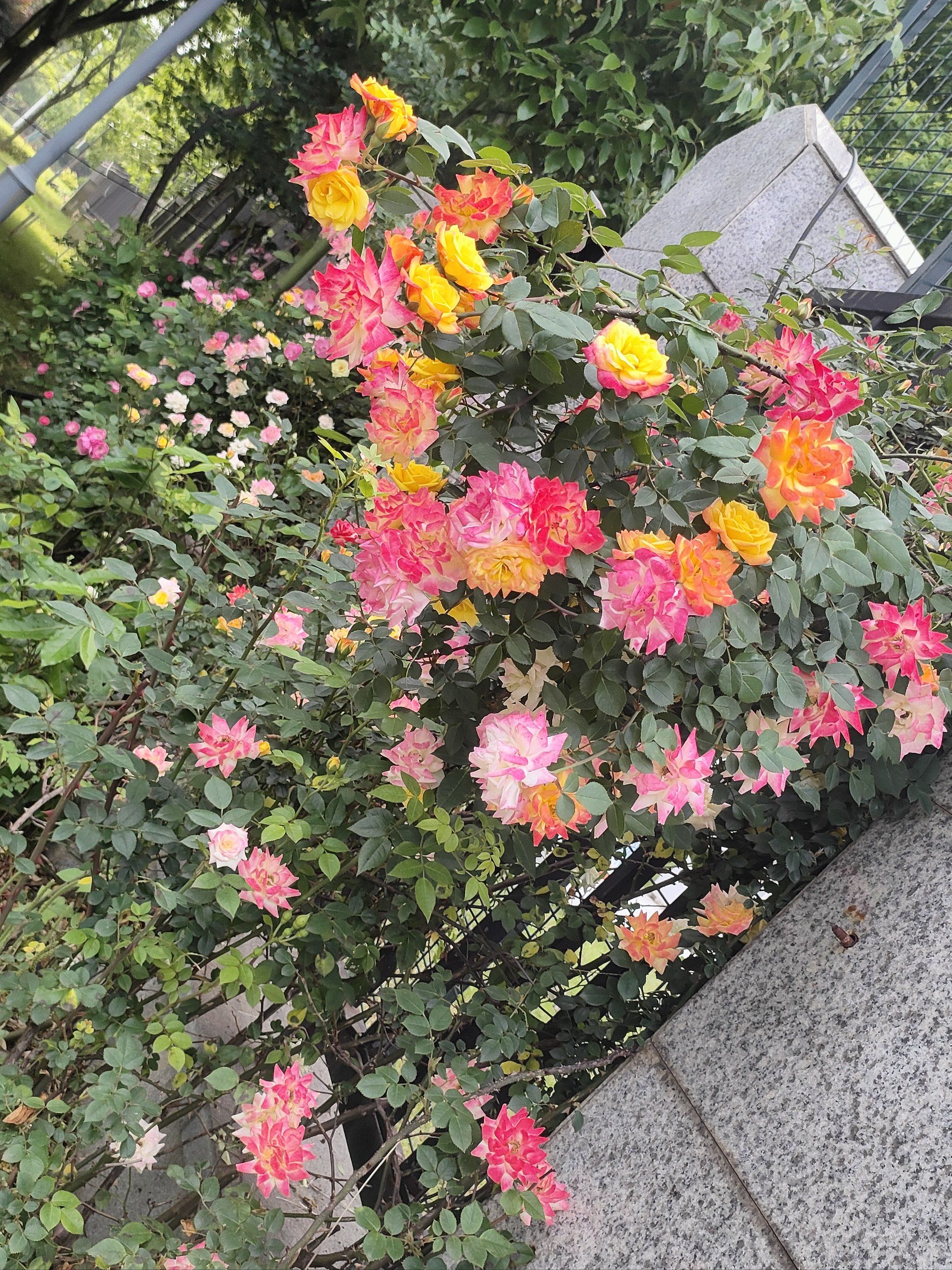 双色月季太美了