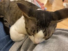 -momokira米努特·德文卷毛猫·棉花面纱犬