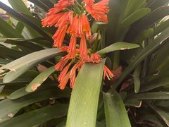 -墨尔本皇家植物园