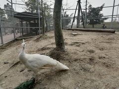 -丹樱生态园