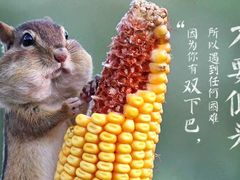 -麦当劳(石家庄北国店)