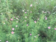 -白鹭湾湿地公园