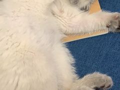 -屋虎猫馆(宝安大仟里店)