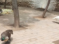 -石家庄市动物园