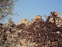 -原山国家森林公园