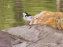 -明月山天沐温泉度假村