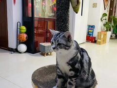 -派多格宠物·购宠(靛厂路店)