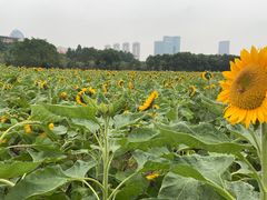 -艾溪湖湿地公园
