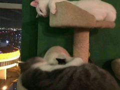 -喵店&猫咖