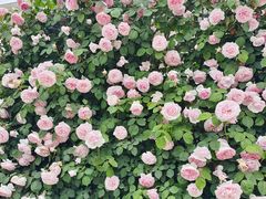 -石家庄市植物园