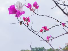 -东莞植物园