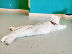 -飞行喵MR PILOT|猫舍·猫咖(静安大融城店)