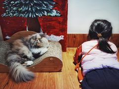 -有猫主题·治愈系猫咖(曾厝垵店)