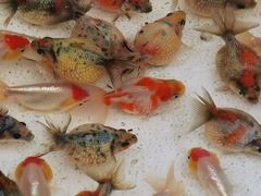 -华声天桥民俗文化园