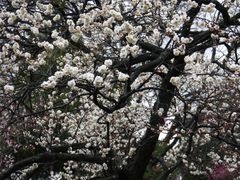 -梅花山(明孝陵内)