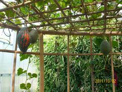 北京观光南瓜园&nbsp;(29)-观光南瓜园