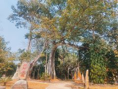 -瑞丽独树成林风景区