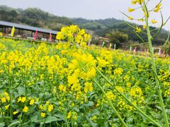 -红山村