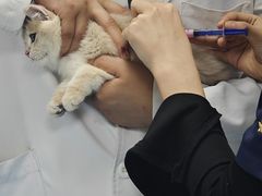 -喜多萌中农锦绣动物医院24H·猫科·牙科MRI·CT