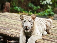 -广州长隆野生动物世界