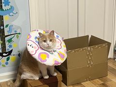 -菲丽丝宠物医院·24小时·猫科中心·免疫点(淮海分院)