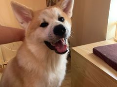 -喜柴咖啡·柴犬狗咖