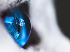 -70cat德文卷毛猫·缅因猫纯种猫舍