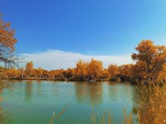 -金塔沙漠胡杨林景区