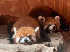 -深圳野生动物园