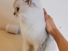 -Heymao猫咖.咖啡厅(东门店)