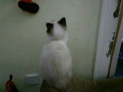 -猫色咖啡·猫咖