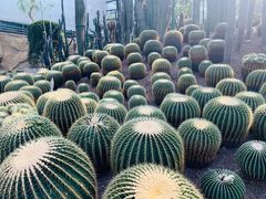 -南山植物园