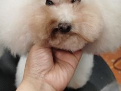 -鑫艺宠物美容培训学校