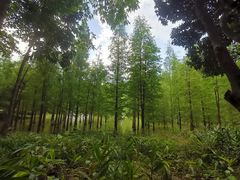 -广州市帽峰山景区